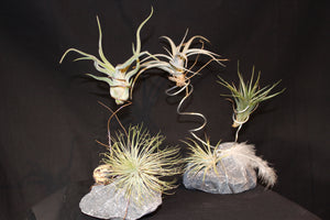 Tillandsia op steen in metalen spiraal  (Luchtplant – Plante aérienne – Airplant 2-3) / Plante aérienne sur pierre en spirale métallique (2-3)