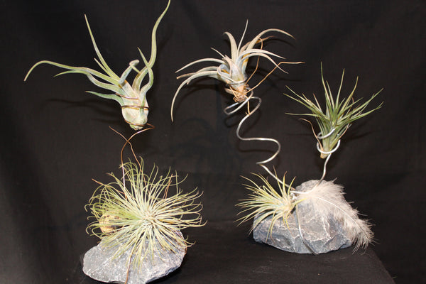 Tillandsia op steen in metalen spiraal  (Luchtplant – Plante aérienne – Airplant 2-3) / Plante aérienne sur pierre en spirale métallique (2-3)