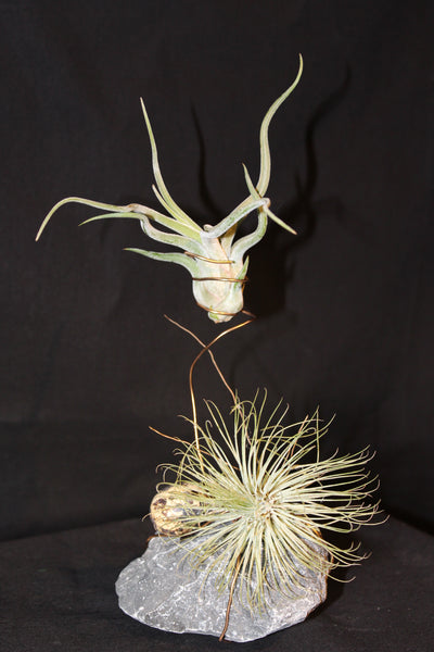 Tillandsia op steen in metalen spiraal  (Luchtplant – Plante aérienne – Airplant 2-3) / Plante aérienne sur pierre en spirale métallique (2-3)