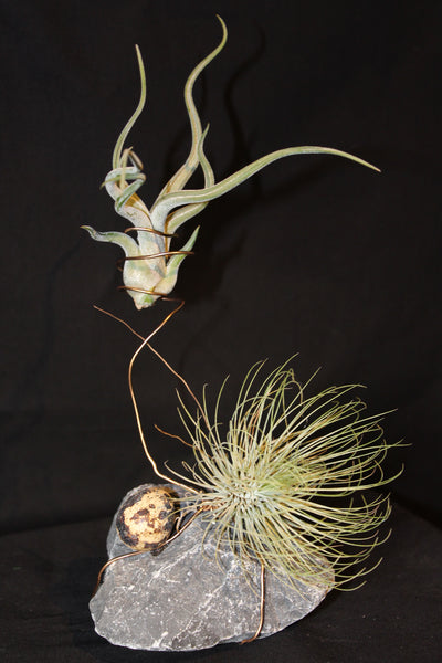 Tillandsia op steen in metalen spiraal  (Luchtplant – Plante aérienne – Airplant 2-3) / Plante aérienne sur pierre en spirale métallique (2-3)