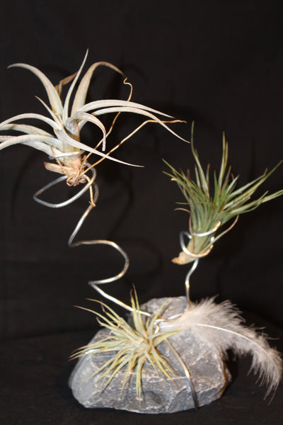 Tillandsia op steen in metalen spiraal  (Luchtplant – Plante aérienne – Airplant 2-3) / Plante aérienne sur pierre en spirale métallique (2-3)