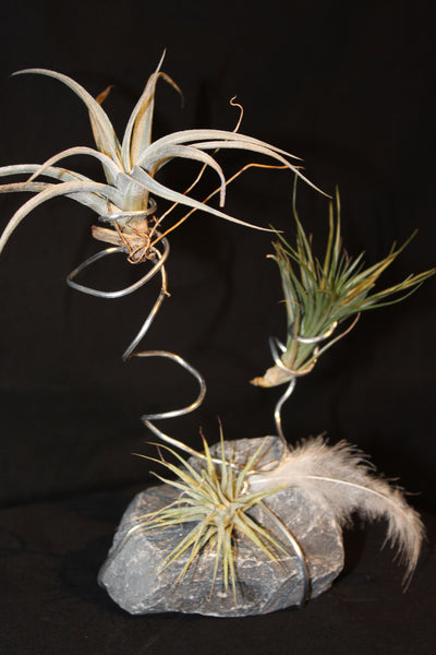 Tillandsia op steen in metalen spiraal  (Luchtplant – Plante aérienne – Airplant 2-3) / Plante aérienne sur pierre en spirale métallique (2-3)