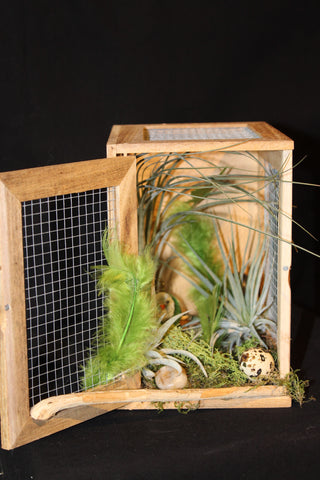 Vogelkooitje creatie - Luchtplant – Plante aérienne - Airplant – Tillandsia / Création avec cage à oiseaux  (V1)