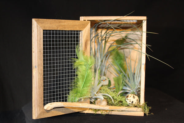 Vogelkooitje creatie - Luchtplant – Plante aérienne - Airplant – Tillandsia / Création avec cage à oiseaux  (V1)