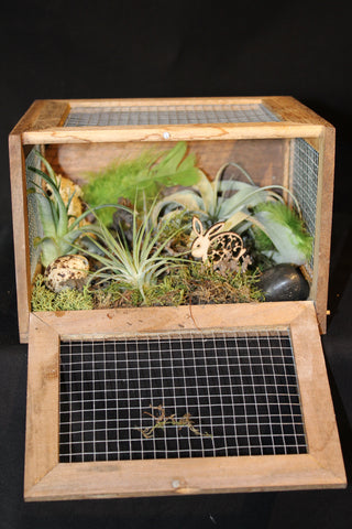 Vogelkooitje creatie - Luchtplant – Plante aérienne - Airplant – Tillandsia / Création avec cage à oiseaux  (V2)