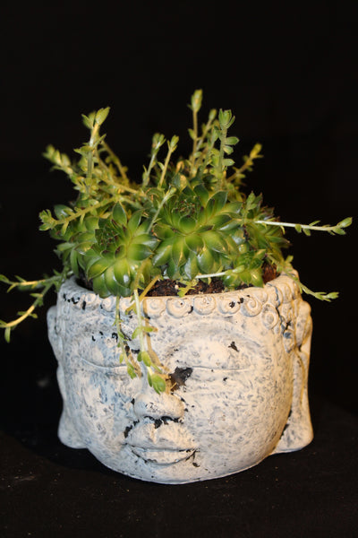 Vetplant in ‘Hoofd’ sierpot / Plante succulente en Pot de fleurs tête