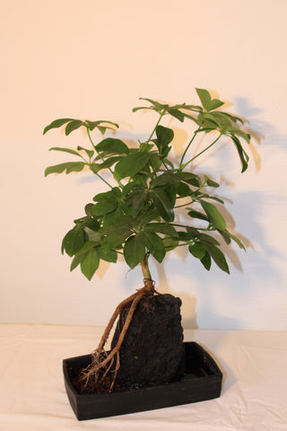Lavaplant - Schefflera / Plante sur roche de Lave - Schefflera