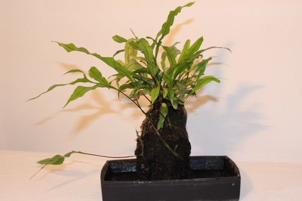 Lavaplant - Diversifolium / Plante sur roche de Lave - Diversifolium