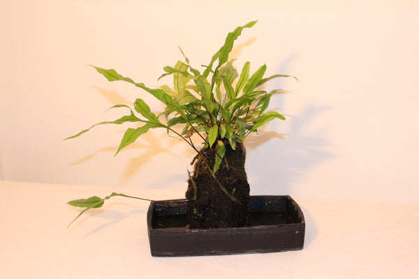 Lavaplant - Diversifolium / Plante sur roche de Lave - Diversifolium