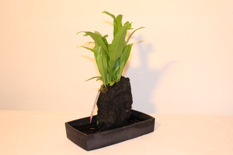 Lavaplant - Asplenium / Plante sur roche de Lave - Asplenium