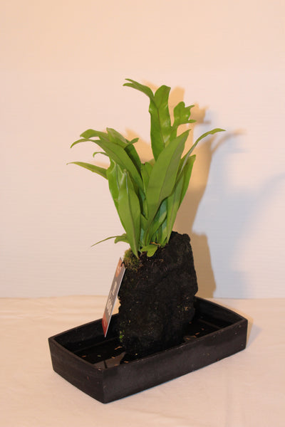 Lavaplant - Asplenium / Plante sur roche de Lave - Asplenium