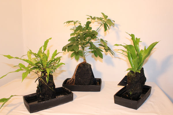 Lavaplant - Schefflera / Plante sur roche de Lave - Schefflera