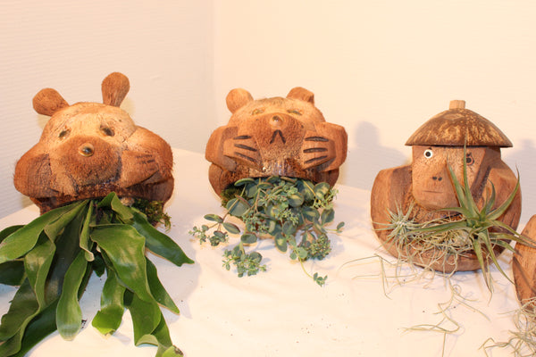 Cocos figuur met kamerplant / Figure de noix de coco avec plante d’intérieur
