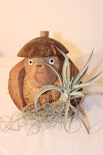 Cocos figuur met kamerplant / Figure de noix de coco avec plante d’intérieur