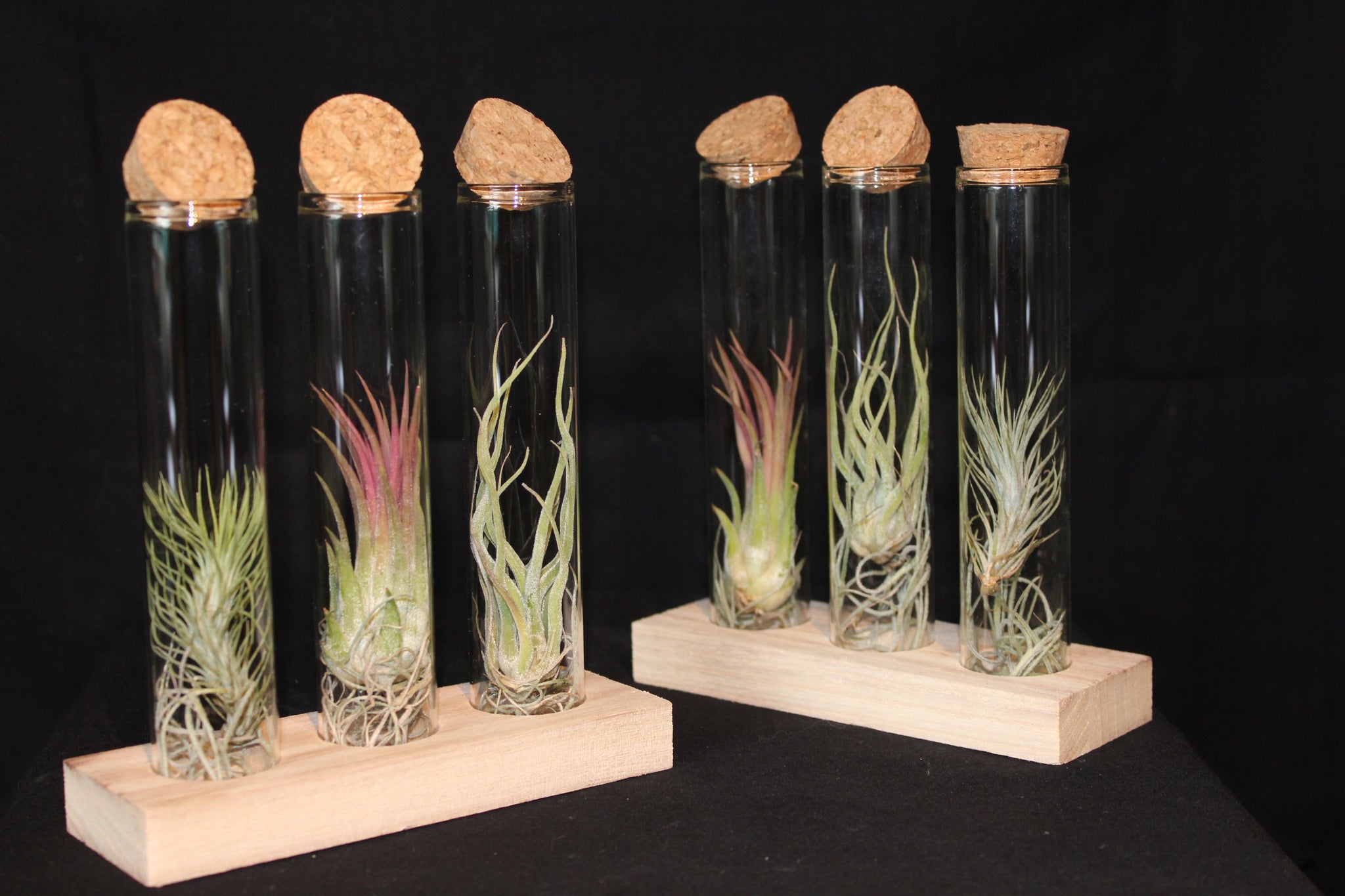 3 soorten Tillandsia in glas met kurk en staander / 3 types de Tillandsia en verre avec bouchon et support