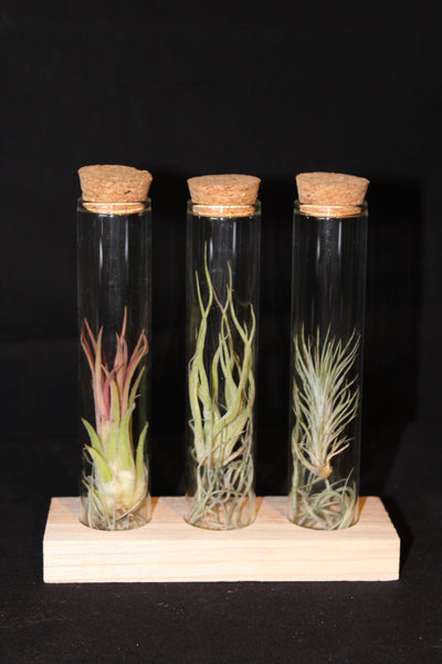 3 soorten Tillandsia in glas met kurk en staander / 3 types de Tillandsia en verre avec bouchon et support