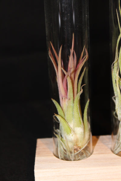 3 soorten Tillandsia in glas met kurk en staander / 3 types de Tillandsia en verre avec bouchon et support