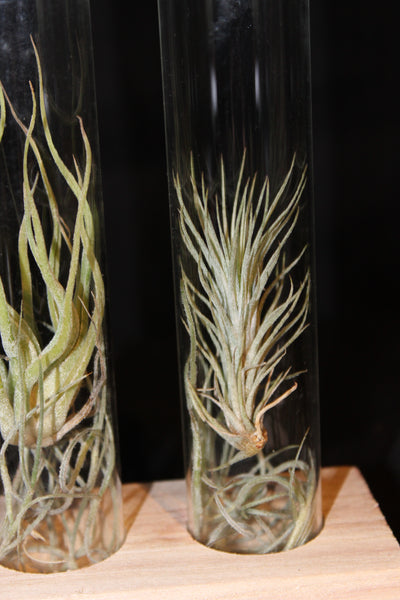 3 soorten Tillandsia in glas met kurk en staander / 3 types de Tillandsia en verre avec bouchon et support