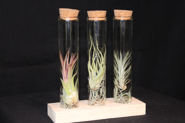 3 soorten Tillandsia in glas met kurk en staander / 3 types de Tillandsia en verre avec bouchon et support