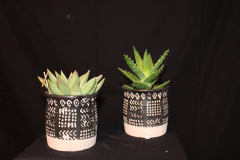 Plantenschaal vetplanten / Succulentes