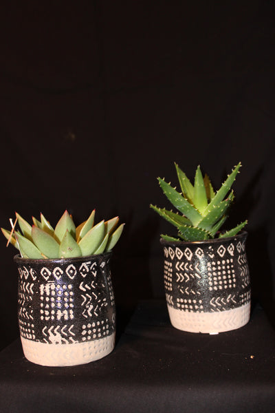 Plantenschaal vetplanten / Succulentes