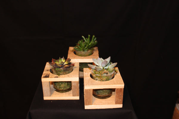 Plantenschaal vetplanten – houten houder / Succulentes - support en bois