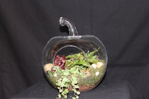 Terrarium mini planten (Appel)