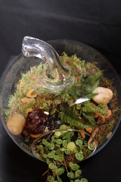 Terrarium mini planten (Appel)