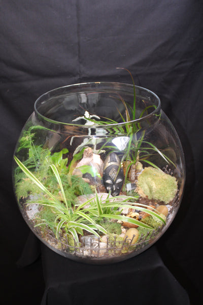 Terrarium mini planten (BOL45)