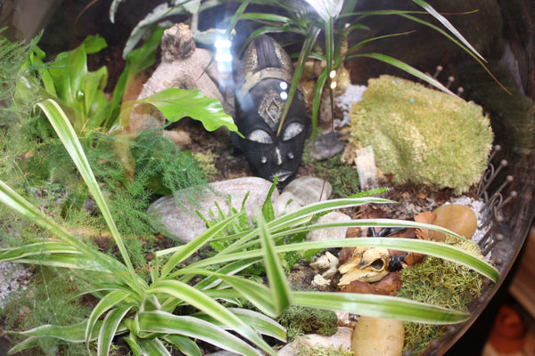 Terrarium mini planten (BOL45)