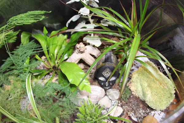 Terrarium mini planten (BOL45)