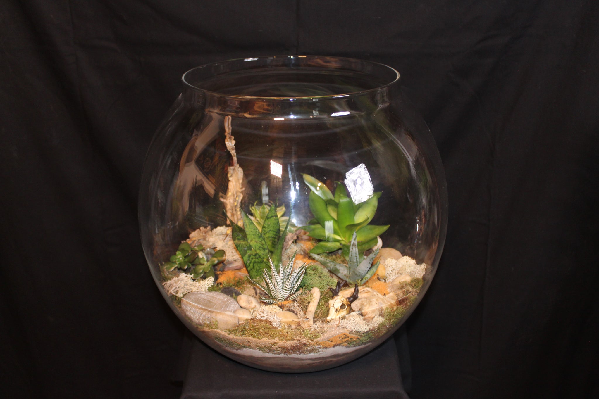 Terrarium mini planten (BOL45b)