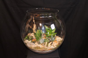 Terrarium mini planten (BOL45b)