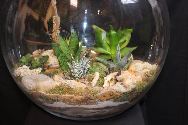 Terrarium mini planten (BOL45b)