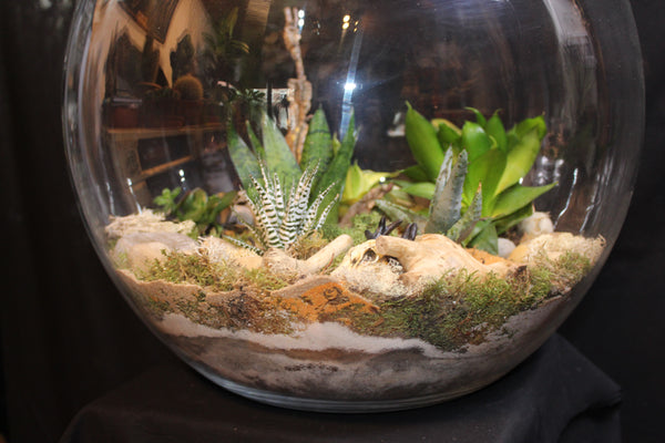 Terrarium mini planten (BOL45b)