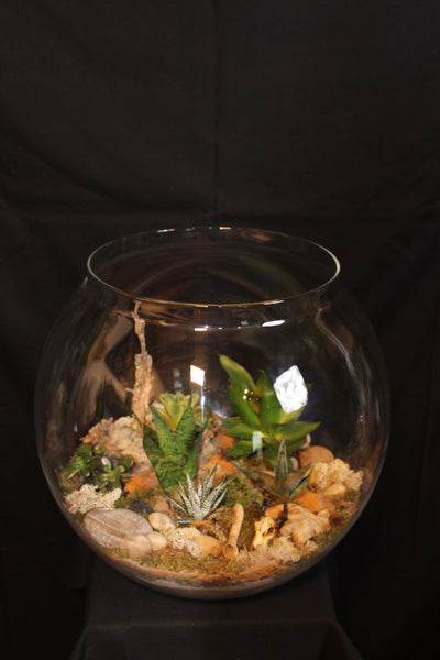 Terrarium mini planten (BOL45b)