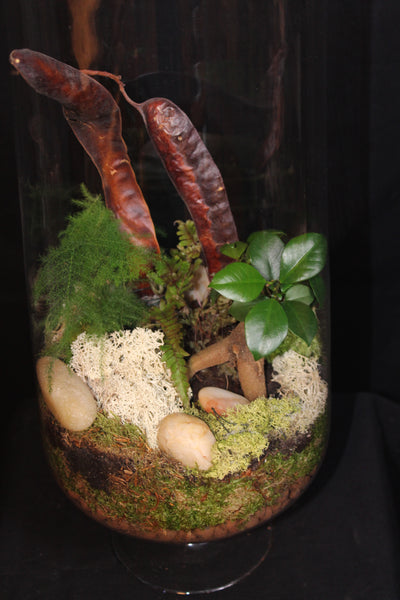 Terrarium mini planten (GL2)