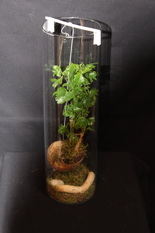 Terrarium mini planten (HG1)