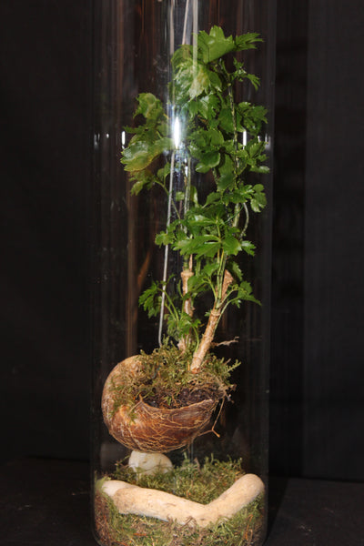 Terrarium mini planten (HG1)