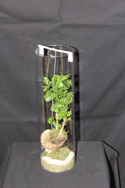 Terrarium mini planten (HG1)