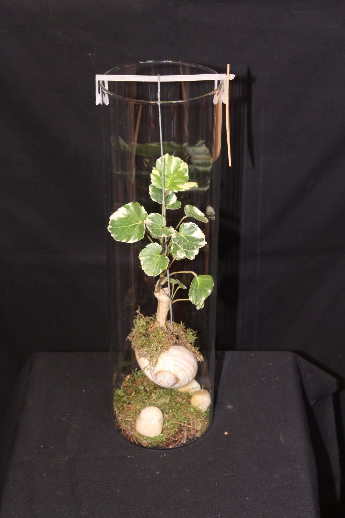Terrarium mini planten (HG2)