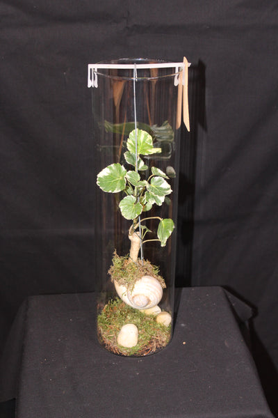 Terrarium mini planten (HG2)