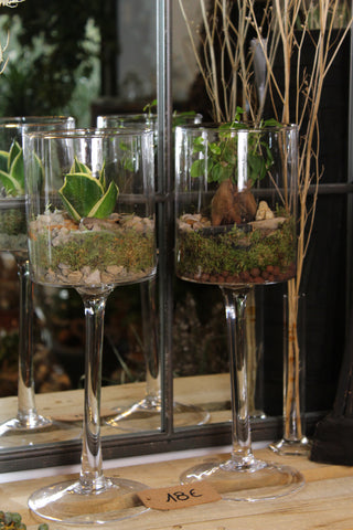 Terrarium mini planten (duo) - glas op voet / verre sur pied
