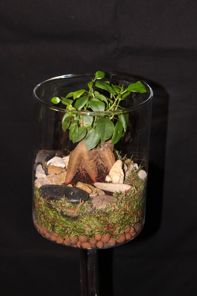 Terrarium mini planten (duo) - glas op voet / verre sur pied