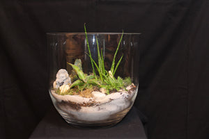 Terrarium mini planten (opnR)