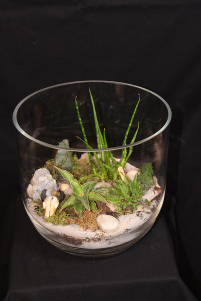 Terrarium mini planten (opnR)