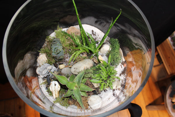 Terrarium mini planten (opnR)