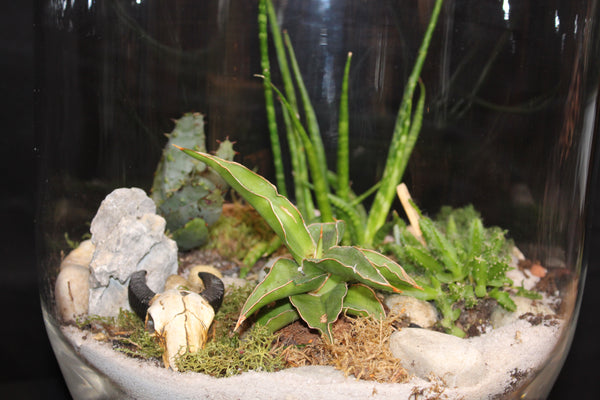 Terrarium mini planten (opnR)