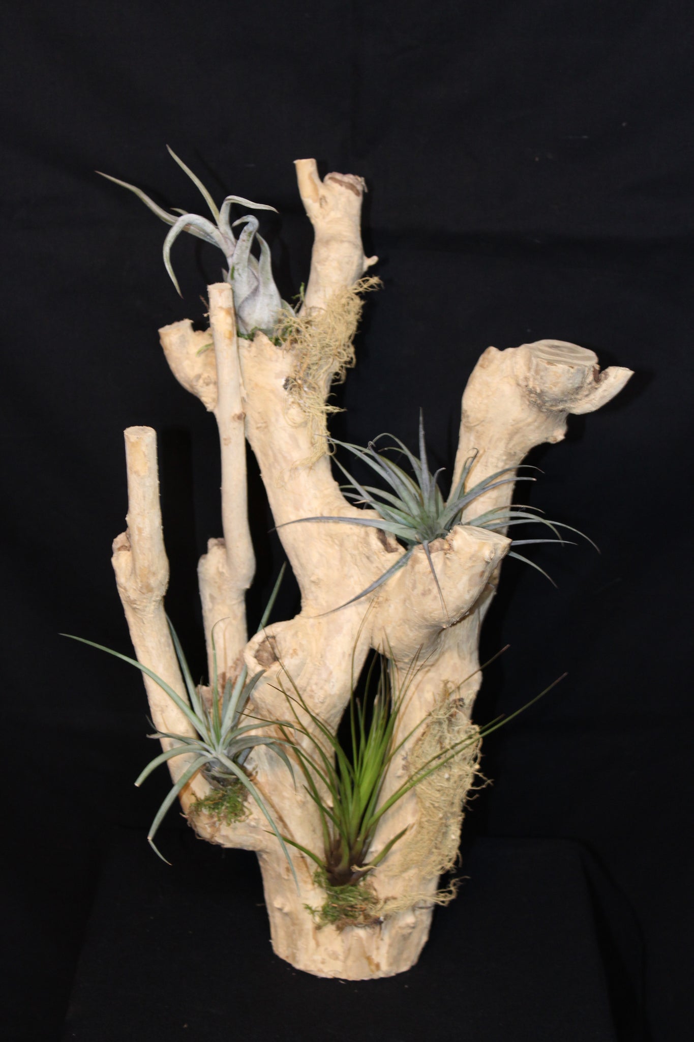 Luchtplant – Plante aérienne - Airplant – Tillandsia (H4)