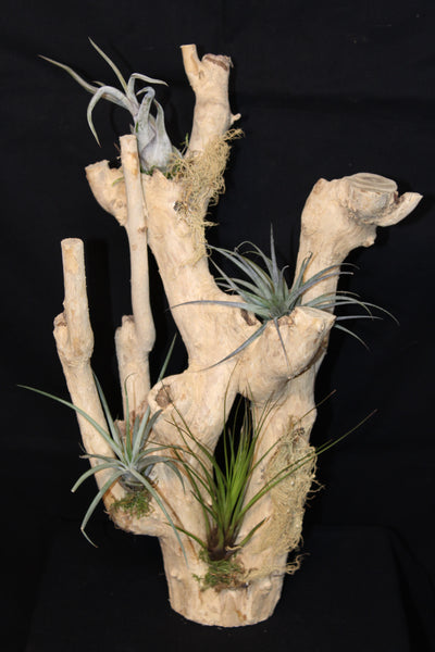 Luchtplant – Plante aérienne - Airplant – Tillandsia (H4)